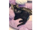 Adopt Chai a Domestic Shorthair / Mixed cat in Dawson Creek, BC (38894438)