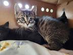 Adopt Java a Domestic Shorthair / Mixed cat in Dawson Creek, BC (38894437)