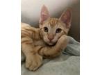 Adopt Grif(& Celeste) a Domestic Shorthair / Mixed cat in Penticton