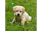 Labrador Retriever Puppy for sale in Oakville, WA, USA