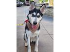 Adopt Pluto* a Siberian Husky / Mixed dog in Pomona, CA (38653292)