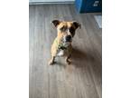 Adopt Lucy a Tricolor (Tan/Brown & Black & White) Pit Bull Terrier / Shepherd