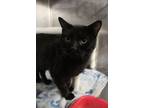 Adopt FatHead a All Black Domestic Shorthair cat in Johnstown, PA (38822828)