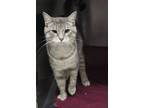 Adopt Mickey a Gray, Blue or Silver Tabby Domestic Shorthair cat in Johnstown