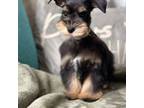 Schnauzer (Miniature) Puppy for sale in Ocala, FL, USA