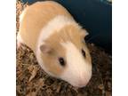 Adopt Sherman a Multi Guinea Pig (short coat) small animal in Burlingame