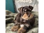 Schnauzer (Miniature) Puppy for sale in Ocala, FL, USA