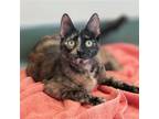 Adopt Griselda a Tortoiseshell Domestic Shorthair / Mixed (short coat) cat in