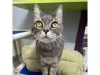 Adopt Love Bug (bonded with Silvester) a Gray or Blue Domestic Shorthair / Mixed