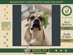 Adopt Kleo a Mixed Breed (Medium) / Mixed dog in Melbourne, FL (38812998)