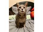 Adopt Gandalf a Gray, Blue or Silver Tabby Domestic Shorthair / Mixed (short