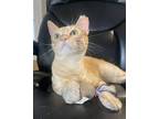 Adopt Leon a Orange or Red Tabby Domestic Shorthair / Mixed (short coat) cat in