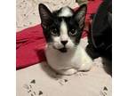 Adopt Dorothy a Black & White or Tuxedo Domestic Shorthair / Mixed (short coat)