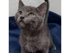 Adopt Habanero a Gray or Blue Domestic Shorthair / Mixed cat in Columbus