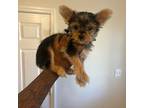Yorkshire Terrier Puppy for sale in Raeford, NC, USA