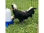 Adopt Willie a Chicken bird in Port Richey, FL (38917734)