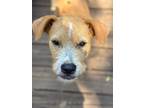 Adopt Fox a Mixed Breed (Medium) / Mixed dog in Warner Robins, GA (38912413)