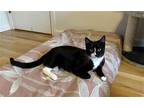 Adopt Hitty a Black & White or Tuxedo Domestic Shorthair / Mixed (short coat)