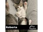 Adopt Roberta a Tan or Fawn Tabby Tabby (short coat) cat in Dallas