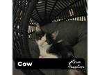Adopt Cow a Black & White or Tuxedo Domestic Shorthair (short coat) cat in