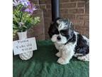 Shih Tzu Puppy for sale in Hazel Green, KY, USA