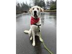 Adopt Mischa (aka Greer) a White Great Pyrenees / Golden Retriever dog in Gig
