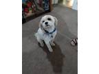 Adopt Louie a White - with Brown or Chocolate Shih Poo / Mixed dog in Crest