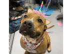 Adopt Ever a Pit Bull Terrier / Mixed dog in Springfield, IL (38917420)
