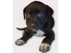 Adopt Romano a Australian Cattle Dog / Blue Heeler, Terrier