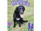 Adopt Maggie a Black - with White Flat-Coated Retriever / Labrador Retriever /