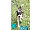 Adopt Calie a White - with Black American Staffordshire Terrier / Labrador