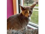 Adopt Muffin a Gray or Blue Domestic Shorthair / Domestic Shorthair / Mixed cat