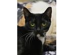 Adopt Cerulean 50341 a All Black Domestic Shorthair / Domestic Shorthair / Mixed