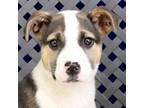 Adopt Rosilynn a Beagle, Pit Bull Terrier