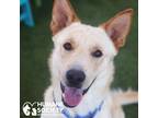 Adopt RYDER a Tan/Yellow/Fawn Shepherd (Unknown Type) / Mixed dog in Tucson