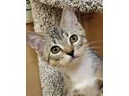 Adopt Dana a Brown Tabby Domestic Shorthair (short coat) cat in Grayslake