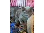 Adopt Oberon a Gray or Blue (Mostly) American Shorthair (short coat) cat in