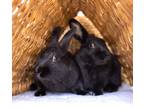 Adopt Black Beans a Black Other/Unknown / Mixed (short coat) rabbit in Culver