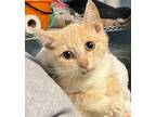 Adopt Arlo a Orange or Red American Shorthair (short coat) cat in Heathsville