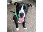Adopt Echo a Black American Pit Bull Terrier / Mixed dog in Mesquite
