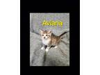 Adopt Aviana a Domestic Short Hair, Tabby