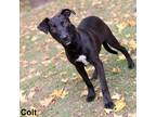 Adopt Colt-3523 a Black Hound (Unknown Type) / Mixed dog in Tyler, TX (38698076)