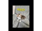 Adopt Alaiya a Domestic Short Hair, Tabby