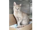 Adopt Sandy a Tan or Fawn Domestic Shorthair / Domestic Shorthair / Mixed cat in