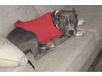 Adopt Diezel a Gray/Blue/Silver/Salt & Pepper American Pit Bull Terrier / Mixed