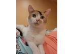 Adopt Cali a Orange or Red (Mostly) Domestic Shorthair (short coat) cat in