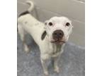 Adopt 53916552 a White American Pit Bull Terrier / Mixed dog in Baton Rouge