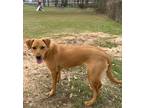 Adopt Colby-3709 a Tan/Yellow/Fawn Hound (Unknown Type) / Mixed dog in Tyler