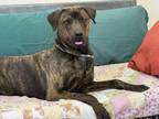 Adopt Clint a Black Plott Hound / Mixed Breed (Medium) / Mixed (short coat) dog