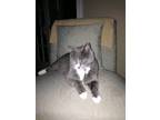Adopt Grey Kitty a Gray or Blue Domestic Shorthair / Mixed (short coat) cat in